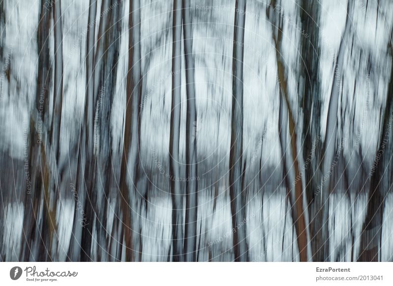 |||| Stil Design Dekoration & Verzierung Umwelt Natur Landschaft Winter Klima Eis Frost Schnee Wald Holz Linie kalt grau schwarz weiß Traurigkeit träumen Baum