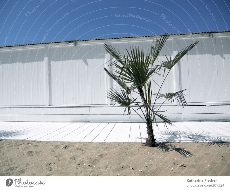 Gestern frisch gestrichen Ferien & Urlaub & Reisen Sommer Strand Umwelt Natur Pflanze Sand Luft Himmel Wolkenloser Himmel Sonnenlicht Grünpflanze exotisch Palme