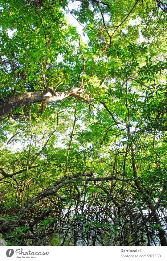 Bali Mangrove Umwelt Natur Pflanze Wasser Sommer Baum Urwald Seeufer grün Geäst Wurzel Blätterdach wild Wildnis Mangrovenwald Asien Farbfoto Außenaufnahme