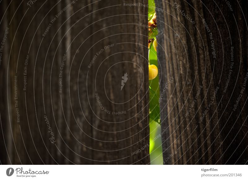 einen Blick auf eine Boo Cherry werfen Kirsche grün Zaun Riss Licht Lampe Holz Korn Natur unreif Single Hintergrundbild Textfreiraum links Schlitz Öffnung