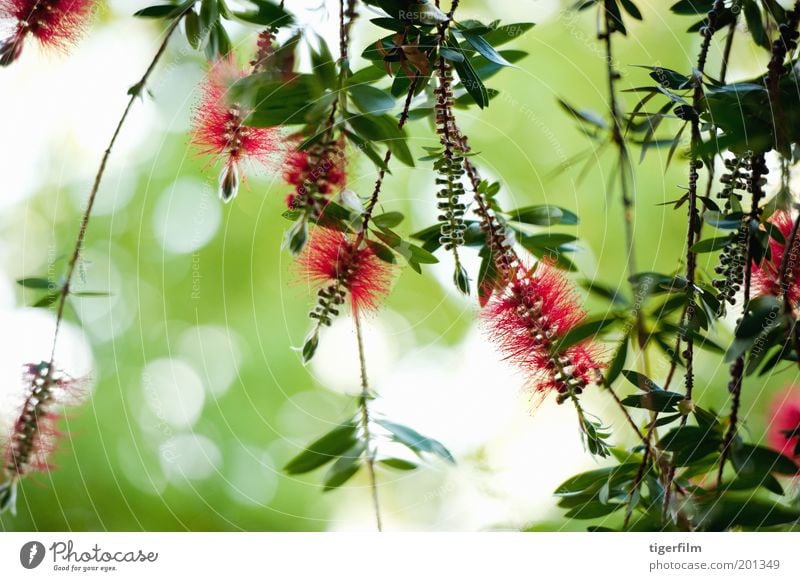 Flaschenbürstenblume gegen das Licht Blume Bürste rot hellrot grün grün-rot erhängen Wind Blatt Pflanze Baum Natur Zylinderputzer Sträucher bürsten wie