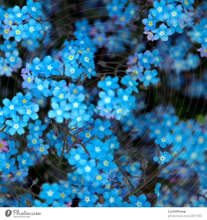 Vergiss. Mein. Nicht. Vergißmeinnicht Pflanze Blütenblatt Botanik Zweig Zweige u. Äste blau blau-weiß Blauton Garten Sommer Frühling Frühlingsgefühle