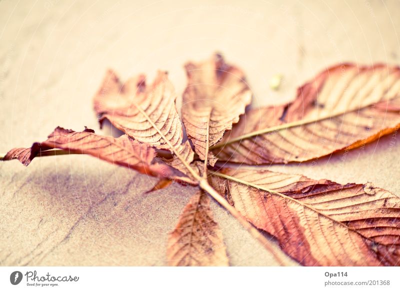 Herbst Natur Schönes Wetter Blatt dünn braun gold rosa Ende kalt Vergänglichkeit Wandel & Veränderung Farbfoto mehrfarbig Außenaufnahme Nahaufnahme
