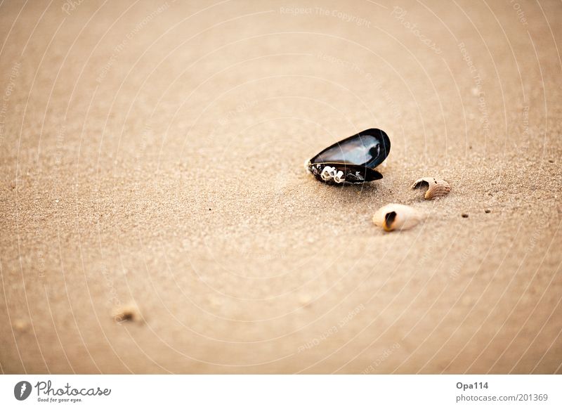 Muschel Umwelt Natur Sand Sommer Schönes Wetter Küste Strand Nordsee Meer entdecken genießen Blick ästhetisch fest braun gold grau schwarz weiß Hoffnung Glaube