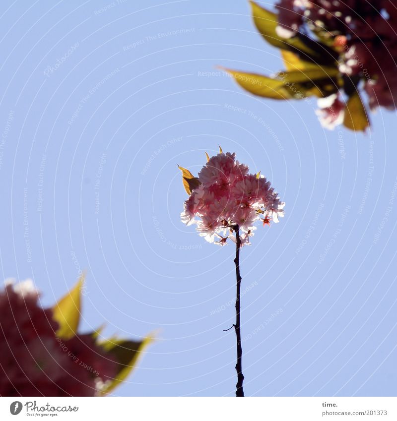Kleinfamilie Kirsche Zierkische Frühling Blüte Pflanze Baum Himmel Ast Zweig rosa Tiefenschärfe Unschärfe Außenaufnahme Gegenlicht Schutz Kontrolle behüten