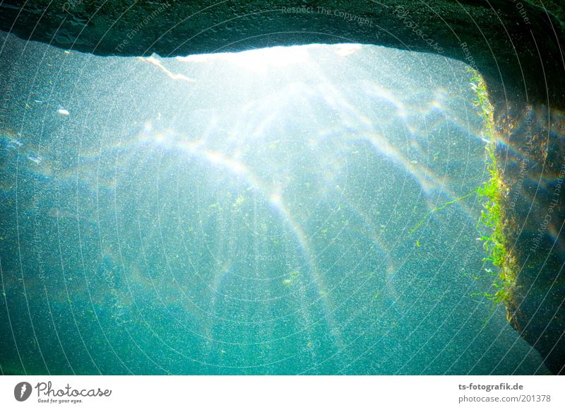 Stille II Umwelt Urelemente Wasser Riff Korallenriff Meer Unterwasserpflanze Unterwasseraquarium Zoo Aquarium Meerestiefe tauchen Tauchsport türkis Beleuchtung