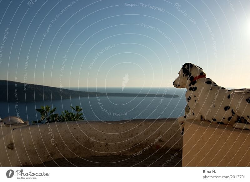 Sphinx von Santorini Ferien & Urlaub & Reisen Tourismus Sommerurlaub Meer Insel Landschaft Himmel Horizont Griechenland Tier Hund 1 beobachten warten ästhetisch