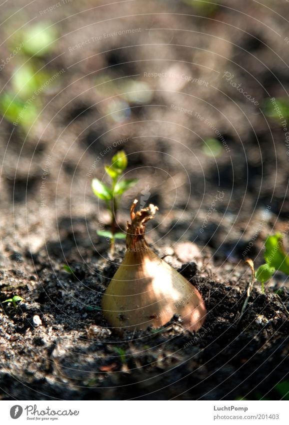 Zwiebelig Ackerbau anbauen Landwirtschaft herausragen herausschauen Garten Gartenarbeit Wachstum gedeihen braun Erde Pflanze Zwiebelschale Licht & Schatten