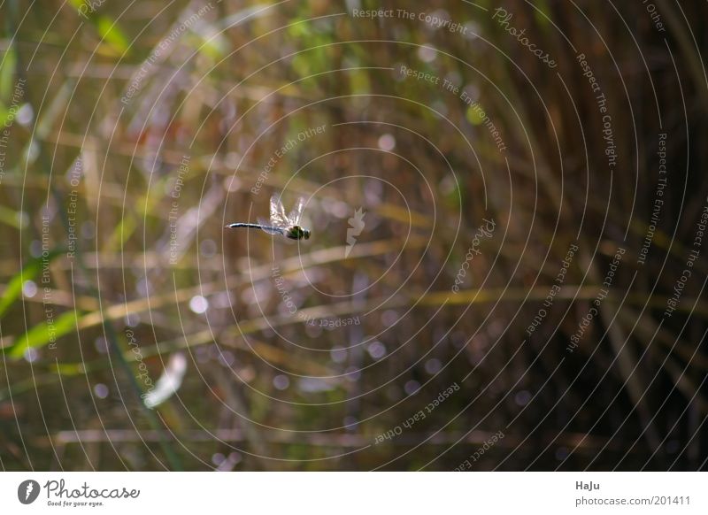Libelle im Flug Natur Tier Sommer Teich Wildtier 1 Bewegung natürlich Geschwindigkeit blau braun grün Wachsamkeit Sehnsucht Einsamkeit elegant Freiheit