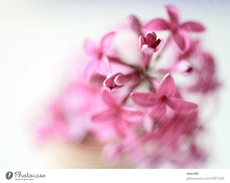 ein Hauch von nichts Natur Frühling Sommer Pflanze Blume rosa zart weich Fliederbusch Blütenblatt Farbfoto Innenaufnahme Unschärfe Menschenleer violett Duft