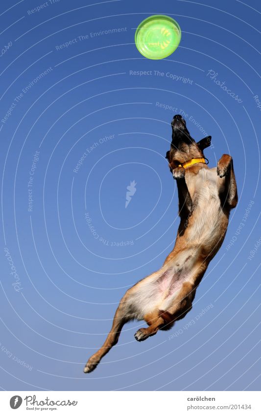 Kraftakt 50 Tier Haustier Hund 1 fangen fliegen springen verrückt blau grün Frisbee Hundesport Hundetraining Farbfoto Außenaufnahme Menschenleer
