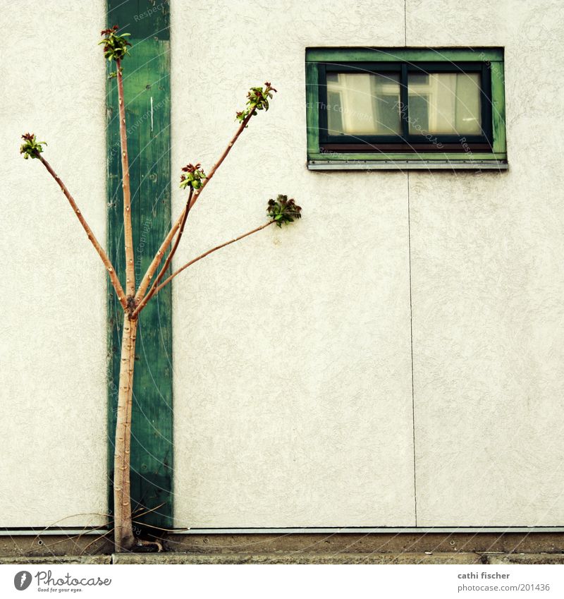harmonie Kabel Frühling Sommer Pflanze Baum exotisch Haus Gebäude Architektur Mauer Wand Fenster Bahnsteig Beton Holz Streifen Wachstum braun grün beweglich
