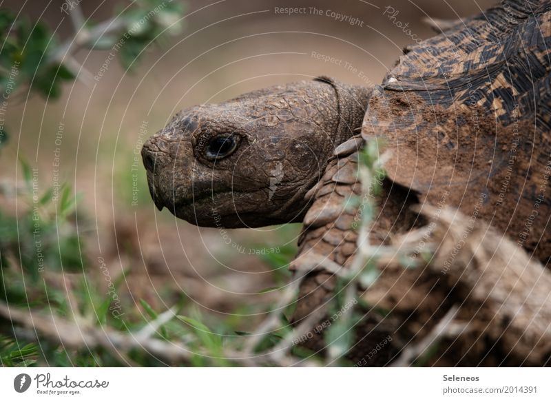 . Umwelt Natur Tier Wildtier Tiergesicht Schildkröte 1 nah natürlich Farbfoto Außenaufnahme Schwache Tiefenschärfe Tierporträt