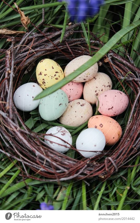 Ostereiersuche Eier Ostern Suche Frühling Nest Gras grün mehrfarbig Punkt Süßwaren Blume Außenaufnahme Natur