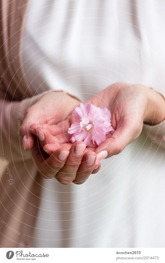 Zart zart hell Blüte Hand Liebe Freundlichkeit harmonisch rosa weiß Natur festhalten Schutz Mensch Erholung Blume Pflanze Jacke Frau Jugendliche Junge Frau