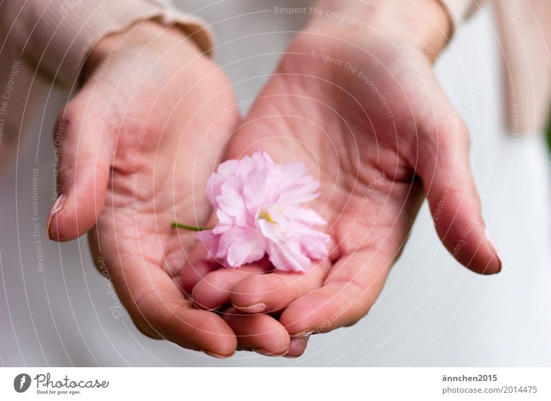Blüte festhalten rosa Blume Kirschblüten Kirsche Hand behüten puderfarben Pastellton zart Liebe