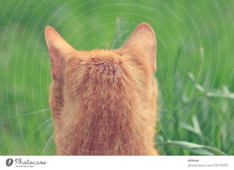 Zweiohrkater Haustier Katze wählen beobachten entdecken warten kuschlig listig nah Neugier orange rot Vorfreude Willensstärke achtsam elegant Konzentration Ohr