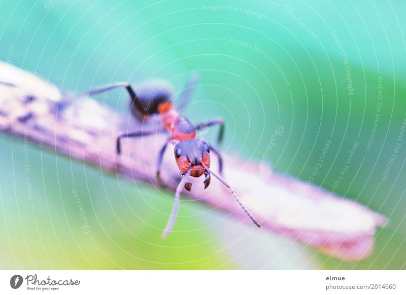gegenüber Natur Tier Zweig Ameise Insekt Makroaufnahme beobachten Kommunizieren stehen gruselig klein Neugier trashig Tapferkeit Mut bizarr entdecken Kraft