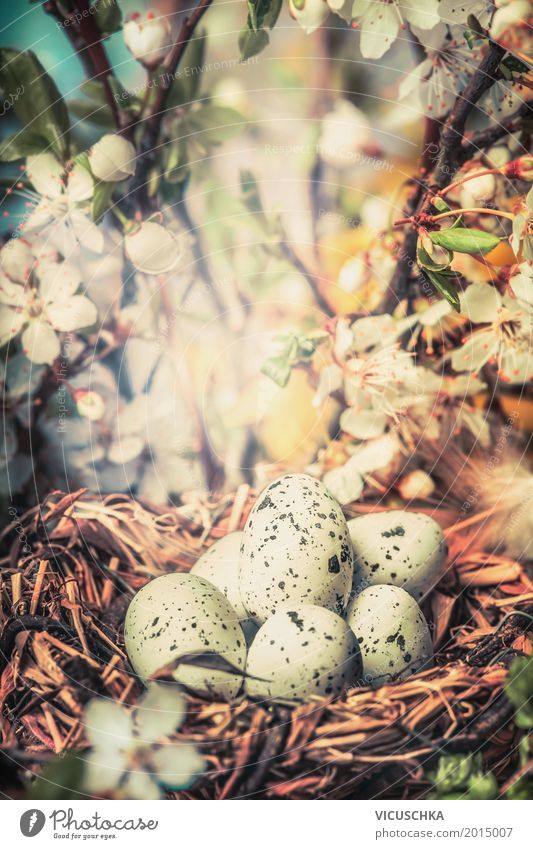 Vogel Nest mit Eier im Busch mit Frühlingsblüten Design Garten Ostern Natur Pflanze Sonnenlicht Schönes Wetter Baum Blume Sträucher Blatt Blüte Park