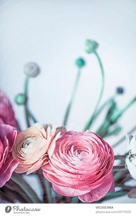 Ranunculus Blumen auf hellblauem Hintergrund Stil Design Dekoration & Verzierung Feste & Feiern Valentinstag Muttertag Hochzeit Geburtstag Natur Pflanze Blatt