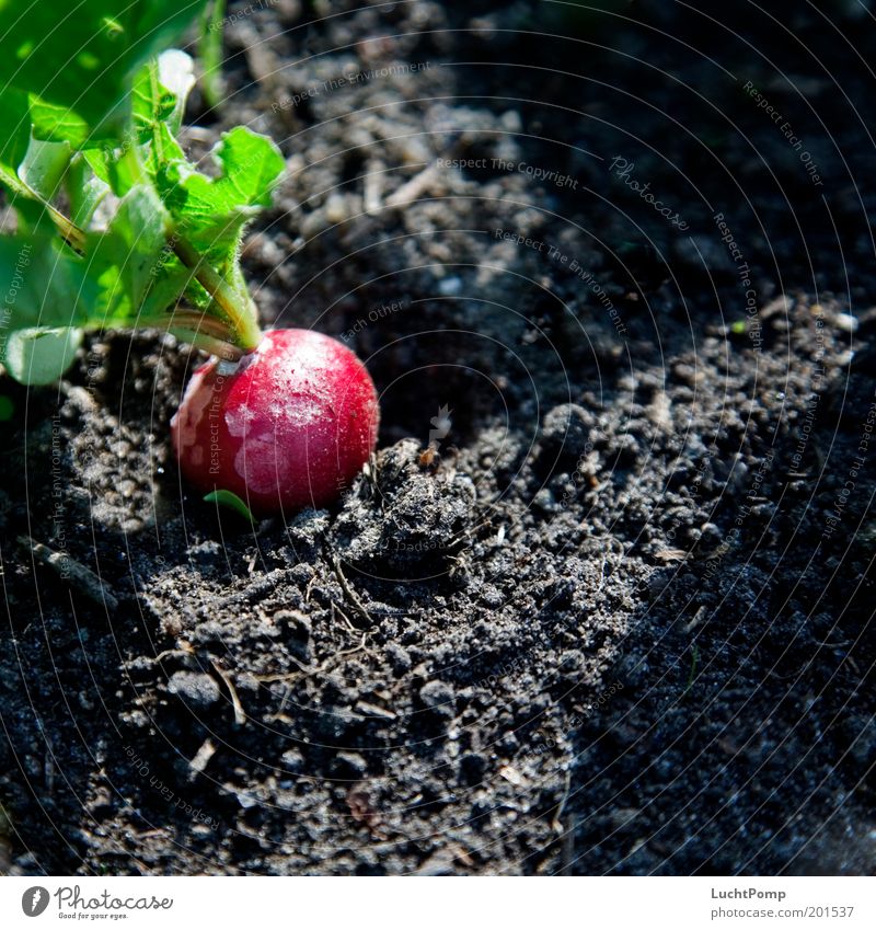 Ungespritzt Garten Gartenarbeit Beet Radieschen grün-rot schwarz Erde Ernte Biologische Landwirtschaft Bioprodukte Licht & Schatten Sonnenlicht reif
