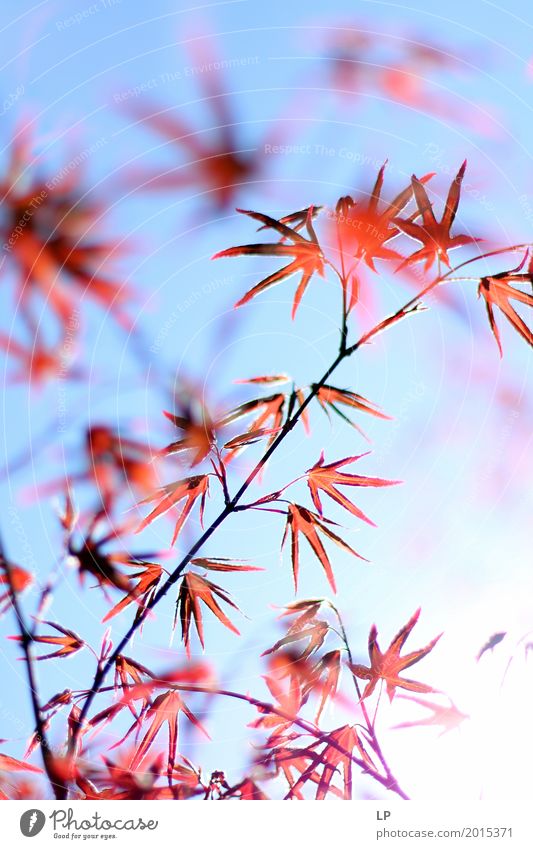Rote Blätter auf blauem Hintergrund Umwelt Natur Frühling Sommer Herbst Pflanze Baum Blatt Garten Park Wiese Gefühle zart durchscheinend Chinesischer Garten