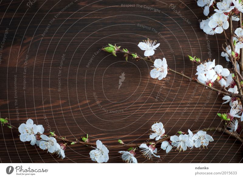 Blühender Kirschniederlassung mit weißen Blumen Frucht Natur Pflanze Blumenstrauß Holz frisch natürlich retro braun Kirsche altehrwürdig Frühling Hintergrund