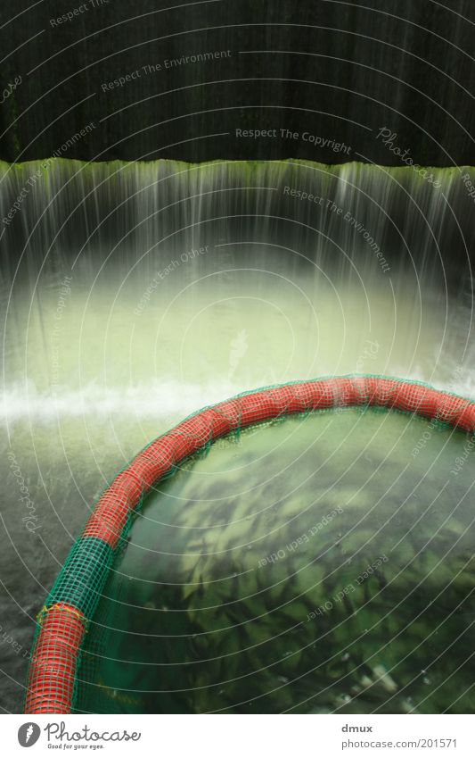 Fischbecken Nutztier Schwarm grün schwarz Fischteich Wasser Algen Wasserfall strömen Farbfoto Innenaufnahme Experiment Menschenleer Textfreiraum oben