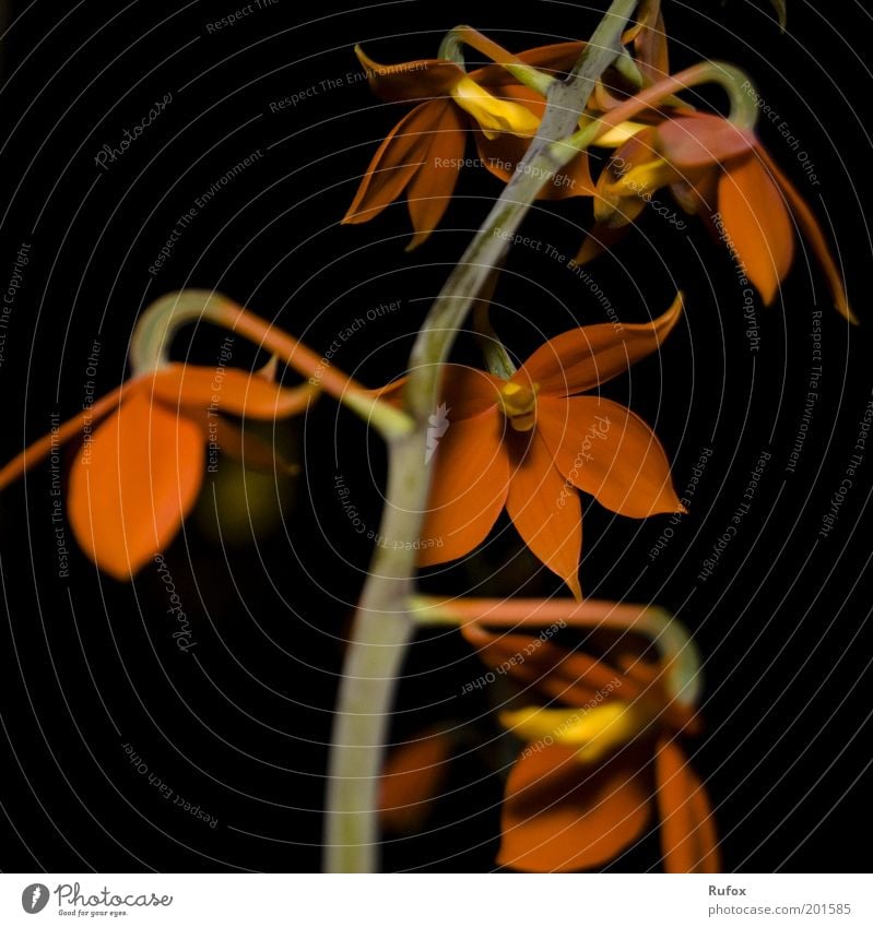 Vom selben Stamm... Natur Pflanze Blume exotisch ästhetisch schön braun gelb grün rot schwarz Blumenstengel Blatt Blüte Blütenstauden Hintergrund neutral