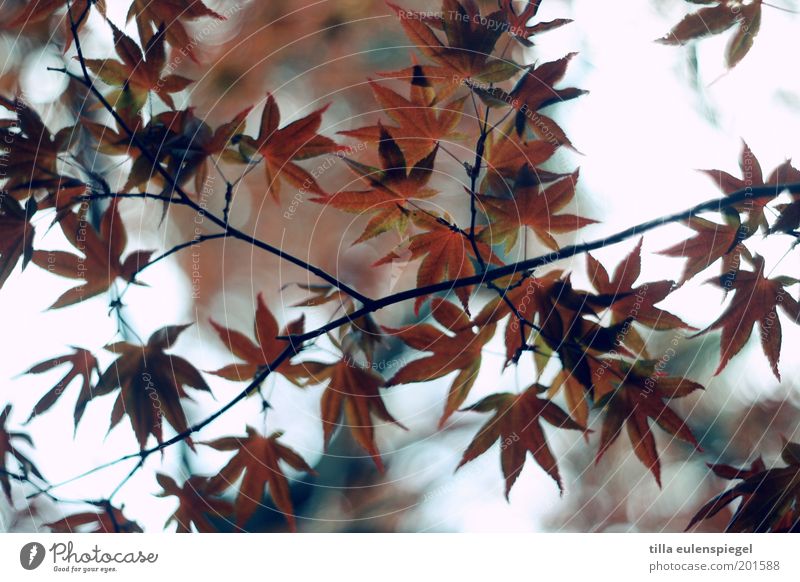 netzwerk Umwelt Natur Herbst Blatt ästhetisch authentisch natürlich braun rot Farbe Perspektive Stimmung Spitzahorn Farbfoto Außenaufnahme Froschperspektive