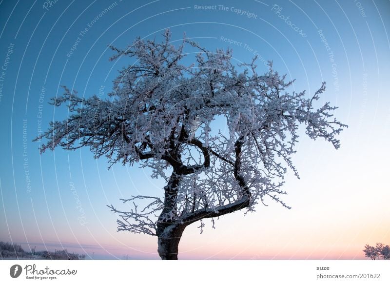 Zauberbaum Umwelt Natur Landschaft Urelemente Luft Himmel Wolkenloser Himmel Winter Klima Schönes Wetter Eis Frost Schnee Baum ästhetisch kalt schön blau