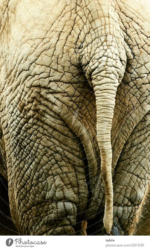 Desinteresse Tier Nutztier Wildtier Elefant Hinterteil Schwanz Tierhaut Hautfalten Beine 1 hängen laufen schaukeln stehen bedrohlich dreckig dunkel exotisch