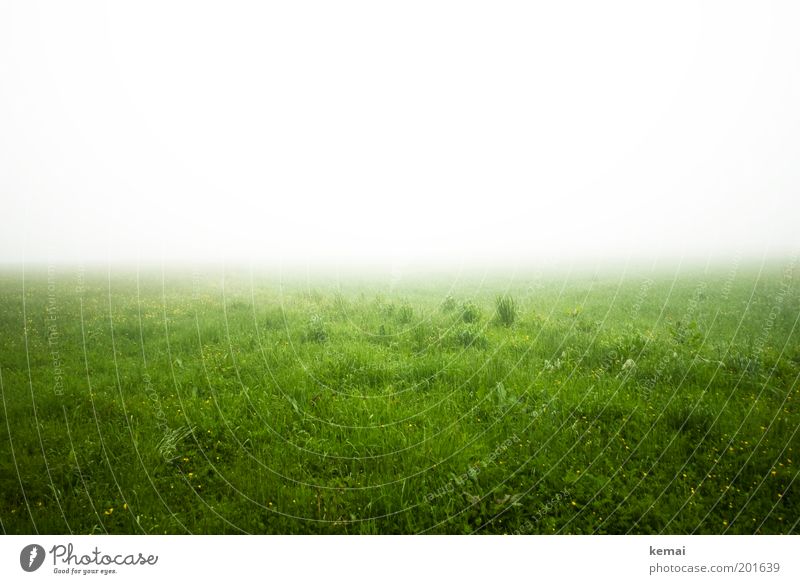 Nichts Umwelt Natur Landschaft Pflanze Frühling Klima Wetter schlechtes Wetter Nebel Gras Grünpflanze Wiese bedrohlich kalt nass grün weiß Neugier Einsamkeit