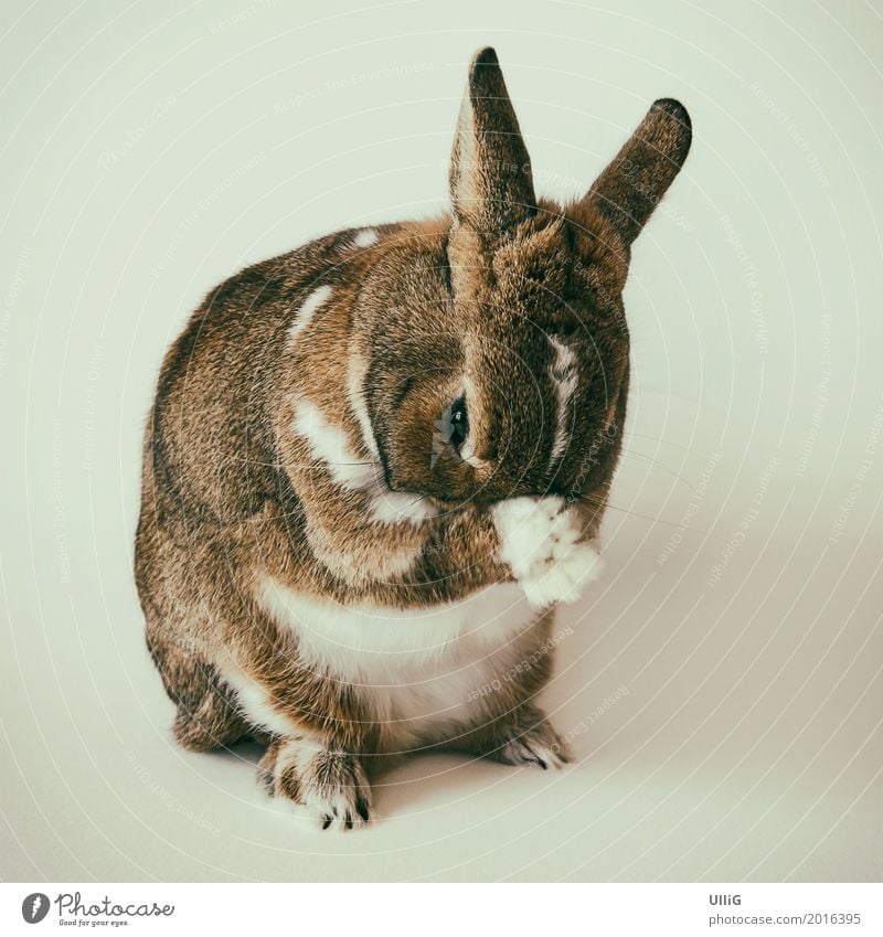Kaninchen, Hase, Osterhase Tier Haustier Tiergesicht Fell Pfote 1 Fürsorge Identität einzigartig Körperpflege gnothimage Hase & Kaninchen Zwergkaninchen
