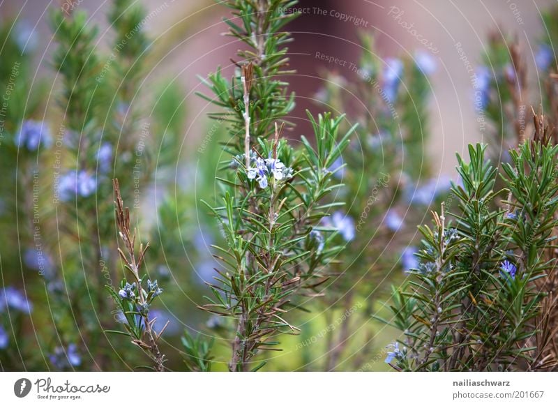 Rosmarin Umwelt Natur Pflanze Nutzpflanze Garten blau grün violett Farbfoto mehrfarbig Außenaufnahme Nahaufnahme Detailaufnahme Menschenleer Tag