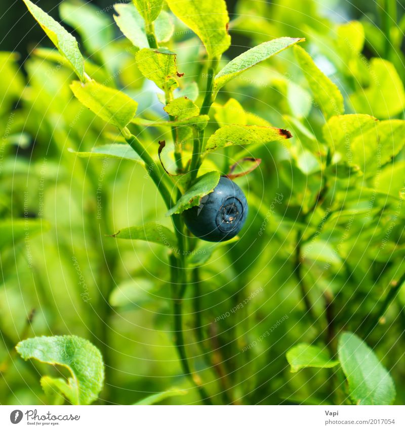 Wilde Blaubeere auf dem Busch im Wald Lebensmittel Frucht Kräuter & Gewürze Ernährung Bioprodukte Vegetarische Ernährung Diät Gesunde Ernährung Sommer Natur