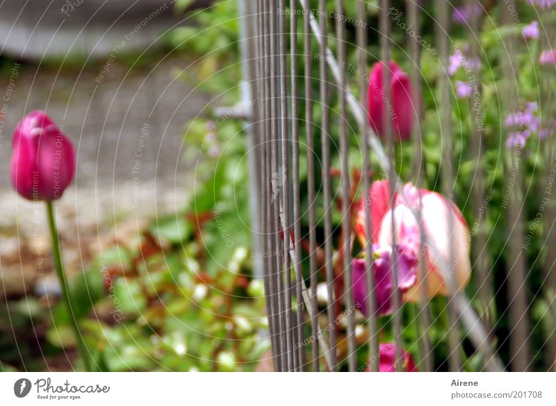 ... müssen leider draußen bleiben Frühling Blume Tulpe Garten Blumenbeet Zaun Gitter Bauzaun Metall Blühend Kommunizieren rebellisch grau grün rosa selbstbewußt