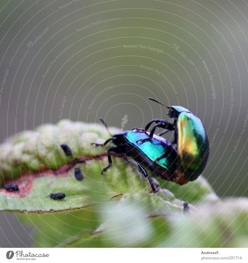 Tierliebe Umwelt Natur Blatt Käfer 2 Frühlingsgefühle Insekt Farbfoto Außenaufnahme Nahaufnahme Detailaufnahme Makroaufnahme Textfreiraum oben Tierporträt