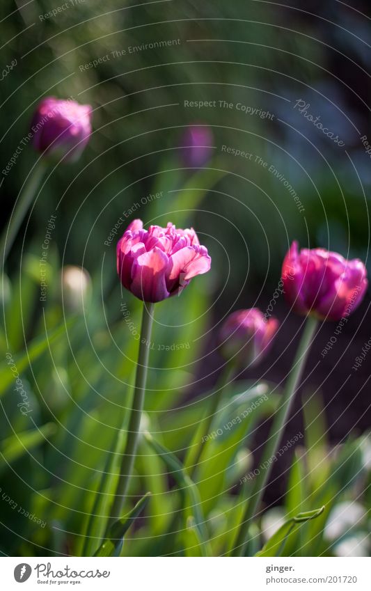 Vanitas Natur Pflanze Frühling Schönes Wetter Tulpe Blüte Garten schön Blühend Blumenbeet Blütenkelch Kontrast Menschenleer violett grün Blütenblatt Farbfoto