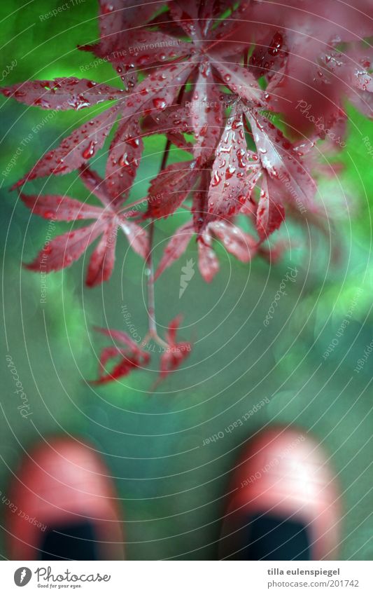 Nach dem Regen Sommer Umwelt Natur Frühling Pflanze Sträucher Blatt exotisch Ballettschuhe nass natürlich wild grün rot Erholung Farbe stagnierend Naturliebe