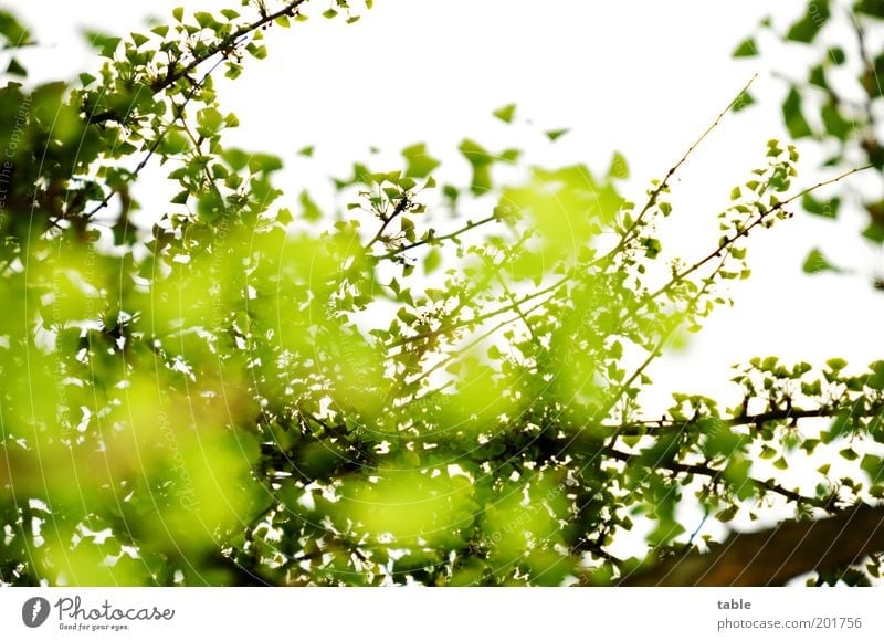 unklare Wetterlage Pflanze Blatt Ast Zweige u. Äste Ginkgo hängen leuchten Wachstum groß grün komplex Leben Natur Wandel & Veränderung Himmel Farbfoto