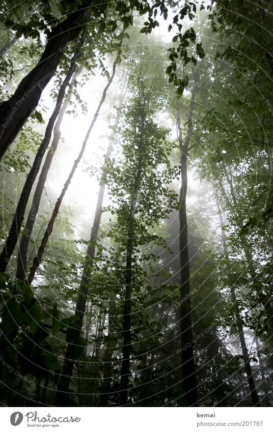 Schwäbischer Regenwald Umwelt Natur Landschaft Pflanze Sonnenlicht Frühling Klima Wetter schlechtes Wetter Nebel Baum Grünpflanze Wildpflanze Ast Zweig Geäst