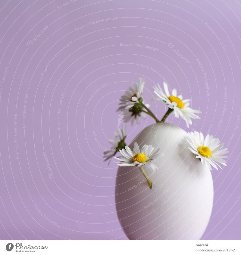 Das ÜberraschungsEi Lebensmittel Ernährung Pflanze Blume violett weiß Gänseblümchen Wachstum sprießen seltsam klein Vase Dekoration & Verzierung Farbfoto