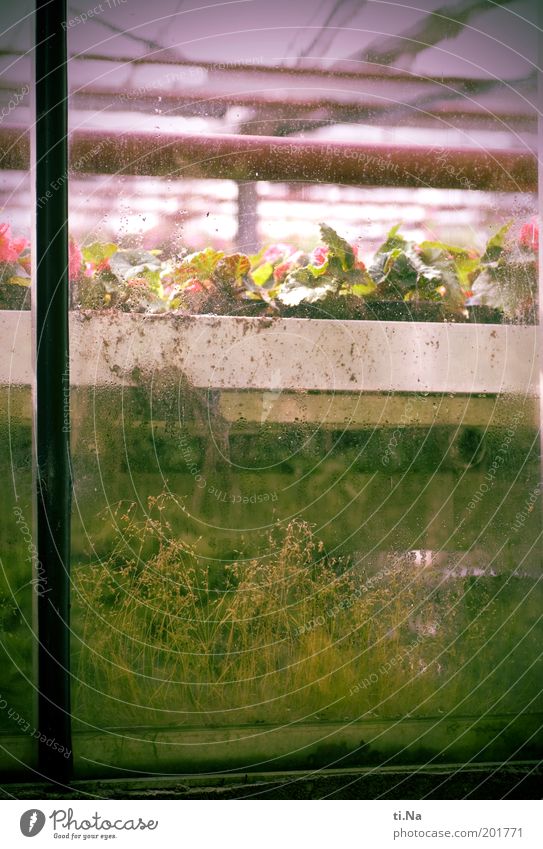 Fenstergrün Pflanze Gebäude Gewächshaus Blühend Wachstum alt dreckig rosa Glas Glasscheibe Farbfoto Außenaufnahme Menschenleer Tag Bildausschnitt Gärtnerei