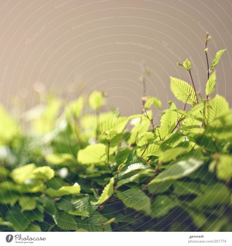 Erleuchtet Umwelt Natur Pflanze Sträucher Blatt Grünpflanze Hecke hell saftig grün Stimmung Farbfoto Außenaufnahme Menschenleer Textfreiraum oben Tag