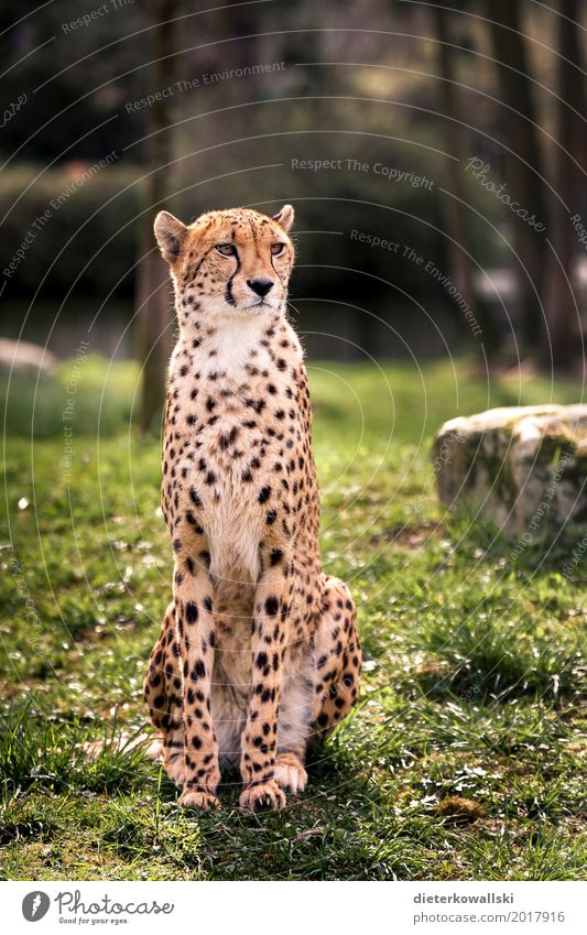 Gepard Wildtier 1 Tier elegant Geschwindigkeit schön stark majestätisch gepunktet Katze Großkatze Wachsamkeit Zoo Gehege gefangen Farbfoto mehrfarbig