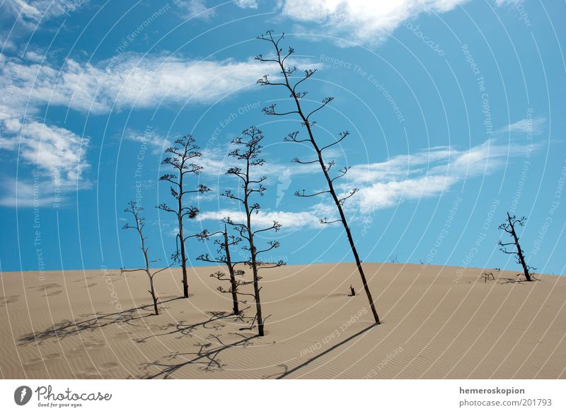 Agaven Meer Landschaft Pflanze Sand Himmel Wolken Klima Klimawandel Schönes Wetter Kaktus Hügel Wüste Menschenleer Wachstum hoch blau Einsamkeit Ackerbau