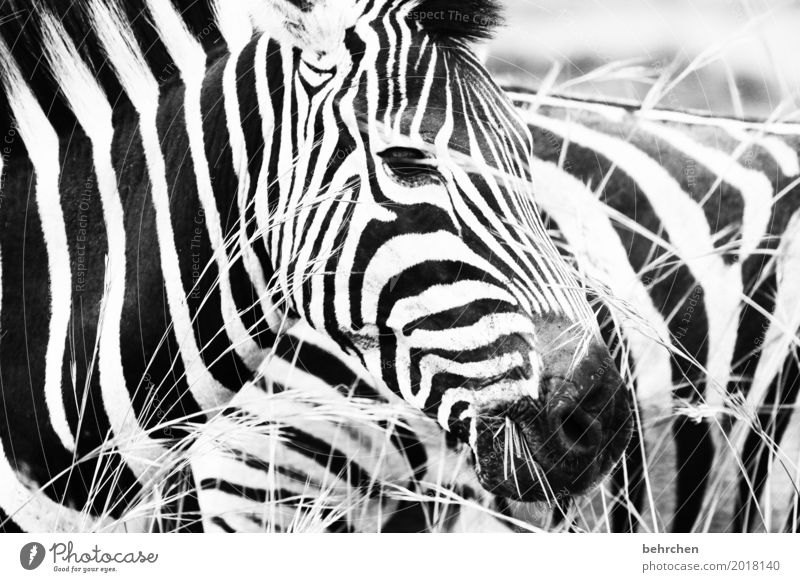schwarz weiß Ferien & Urlaub & Reisen Tourismus Ausflug Abenteuer Ferne Freiheit Safari Natur Gras Südafrika Wildtier Tiergesicht Fell Zebra 2 beobachten