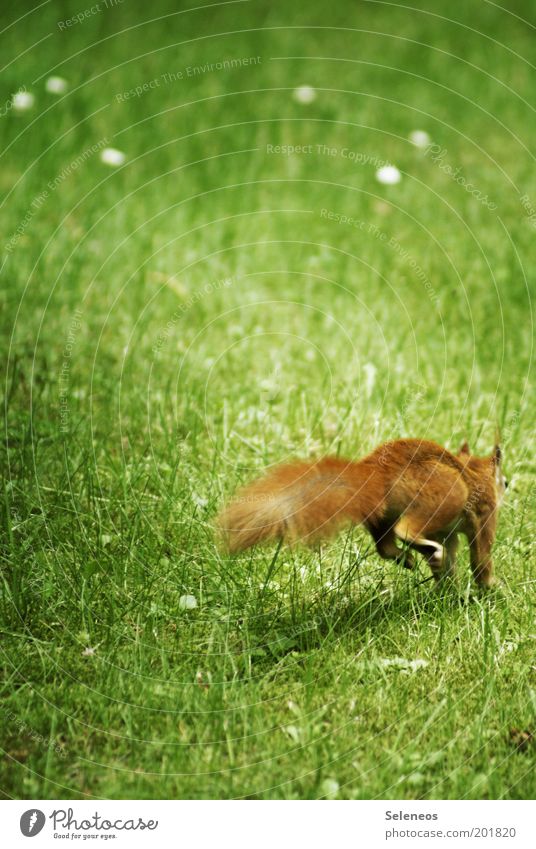 Der Klassiker unter den Hörnchen Freiheit Sommer Umwelt Natur Pflanze Tier Gras Park Wiese Wildtier Eichhörnchen rennen Bewegung laufen springen kuschlig klein