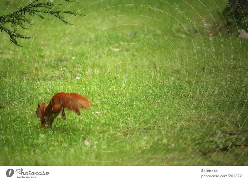 Der Teufel ist ein Eichhörnchen Freizeit & Hobby Ausflug Freiheit Haare & Frisuren Umwelt Natur Landschaft Pflanze Tier Baum Gras Park Wiese Wildtier rennen